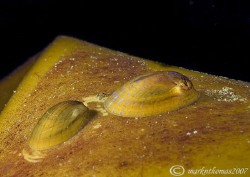 Blue-rayed limpets on kelp.
Farne Islands, Oct 07.
60mm. by Mark Thomas 